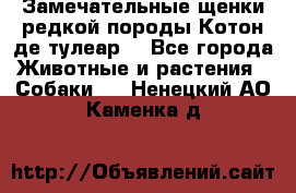 Замечательные щенки редкой породы Котон де тулеар  - Все города Животные и растения » Собаки   . Ненецкий АО,Каменка д.